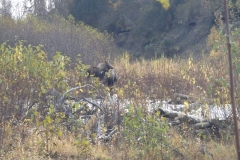 Alaskan moose in willows