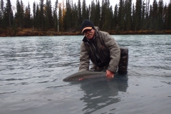 Angler releasing a Steelhead