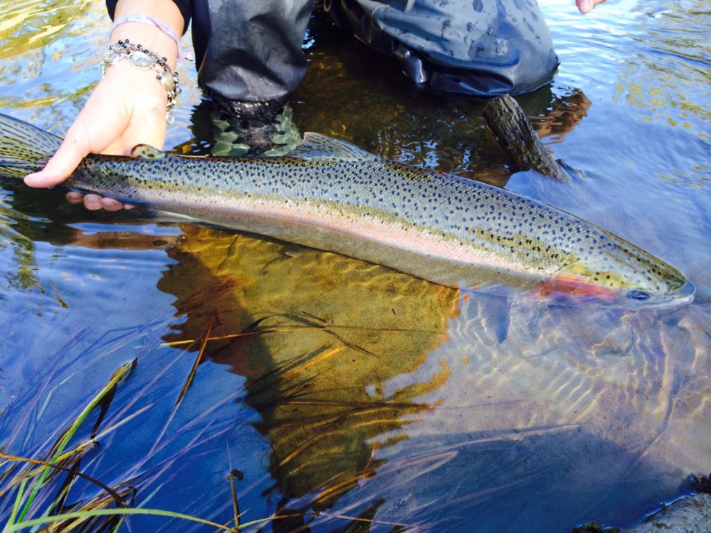 Alaska steelhead in the water